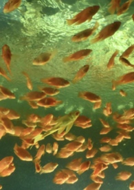 非正常性爱关系（1v3）